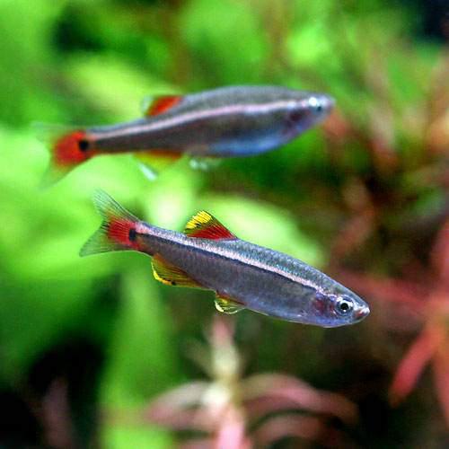 （熱帯魚）アカヒレ　Mサイズ（5匹）　北海道航空便要保温のサムネイル