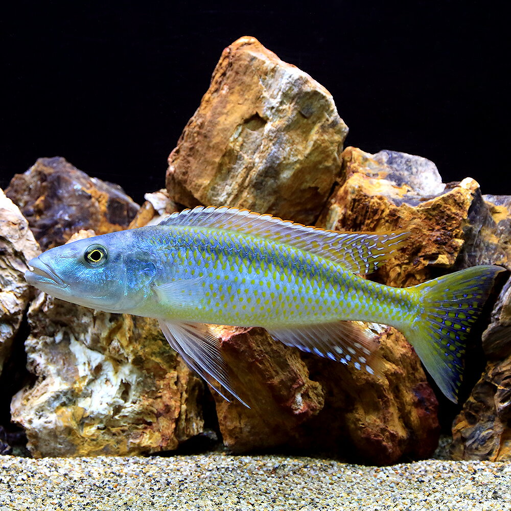 （熱帯魚）カンプソクロミス・カエルレウス　約18〜22cm（1匹）　北海道・九州航空便要保温