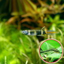 (熱帯魚)クラウン・キリー(10匹)+オトシンクルス(3匹) 北海道・九州航空便要保温