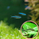 (熱帯魚)グリーンネオンテトラ(10匹)+オトシンクルス(3匹) 北海道航空便要保温