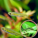 (熱帯魚)ジェリービーン・テトラ(5匹) + オトシンクルス(3匹) 北海道航空便要保温