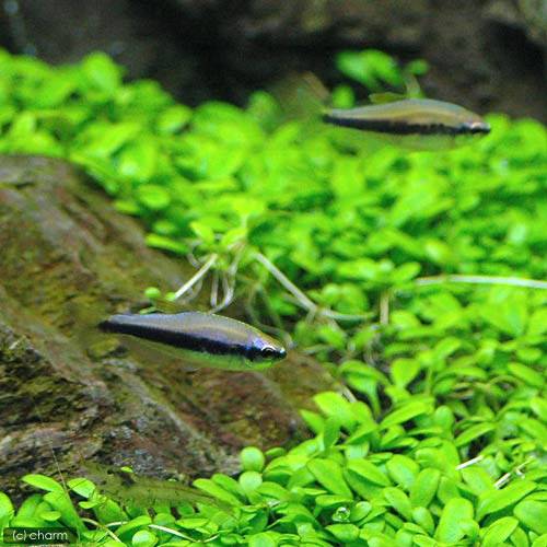 ��Ǯ�ӵ��ˡʿ���˥ӥ��ʡ��������ȥ��åȡ�����ѥ����ƥ��������꡼��6ɤ�ˡ��ܥ��饦���������2ɤ�ˡ��̳�ƻ���彣�Ҷ������ݲ�