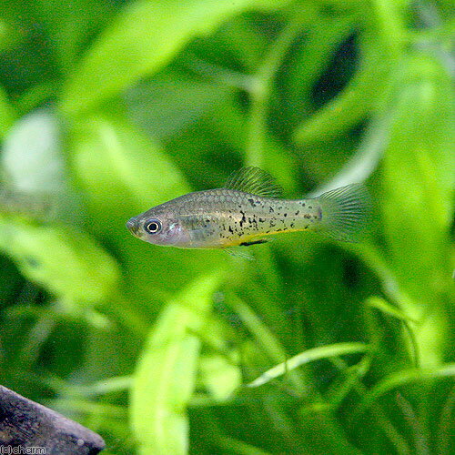 （熱帯魚）キシフォフォルス・ミレリィ（1ペア）　北海道・九州航空便要保温