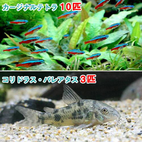（熱帯魚）カージナルテトラ（ワイルド）（10匹）＋コリドラス・パレアタス（3匹）　北海道・九州航空便要保温