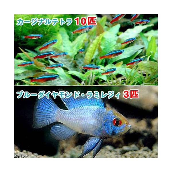 （熱帯魚）カージナルテトラ（ワイルド）（10匹）＋ブルーダイヤモンド・ラミレジィ（3匹）　北海道・九州航空便要保温