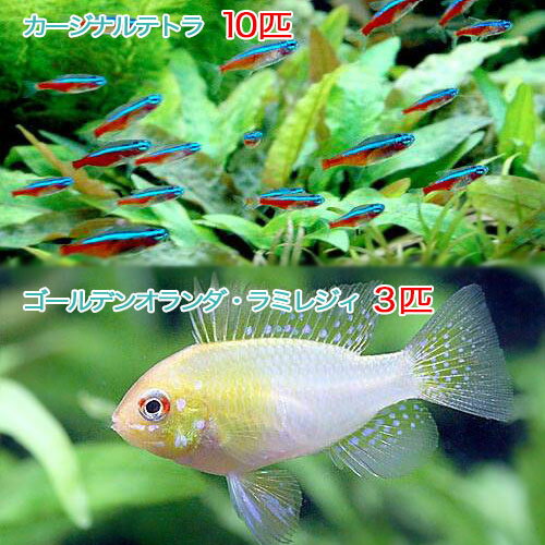 （熱帯魚）カージナルテトラ（ワイルド）（10匹）＋ゴールデンオランダ・ラミレジィ（国産ブリード）（3匹）　北海道・九州航空便要保温