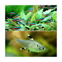 (熱帯魚)カージナルテトラ(ワイルド)(10匹)+プリステラ(6匹) 北海道航空便要保温