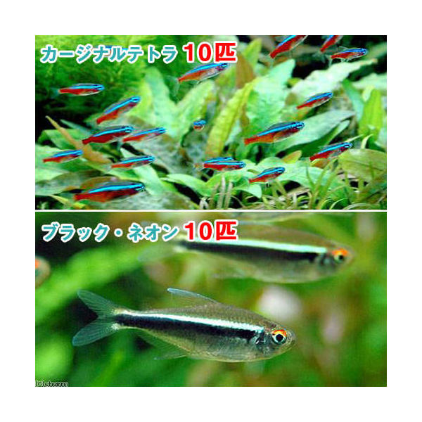 （熱帯魚）カージナルテトラ（ワイルド）（10匹）＋ブラック・ネオン（10匹）　北海道・九州航空便要保温