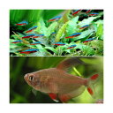 (熱帯魚)カージナルテトラ(ワイルド)(10匹)+ロージーテトラ(6匹) 北海道航空便要保温