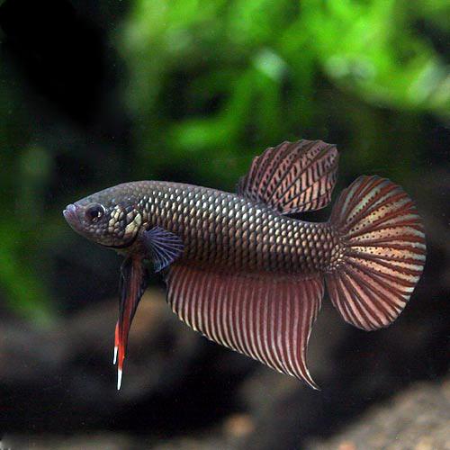 （熱帯魚）ベタ・スマラグディナ　コッパー　オス（1匹）　北海道・九州航空便要保温