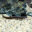 (熱帯魚)ブラッククーリー・ローチ(6匹) 北海道航空便要保温