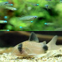 (熱帯魚)アフリカン・ランプアイ Sサイズ(20匹)+コリドラス・パンダ(3匹) 北海道・九州航空便要保温