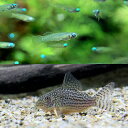(熱帯魚)アフリカン・ランプアイ Sサイズ(20匹)+コリドラス・ステルバイ(3匹) 北海道・九州航空便要保温