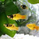 (熱帯魚)ゴールデンパンダ・プラティ(12匹) 北海道航空便要保温