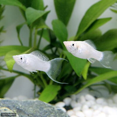 モーリーとはどんな熱帯魚 特徴や種類 飼育 繫殖方法を詳しく解説 暮らし の モーリーとはどんな熱帯魚 特徴や種類 飼育 繫殖方法を詳しく解説 暮らし の