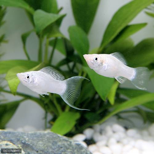 モーリーとはどんな熱帯魚 特徴や種類 飼育 繫殖方法を詳しく解説 暮らし の
