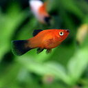 (熱帯魚)レッドワグ・プラティ(12匹) 北海道・九州航空便要保温