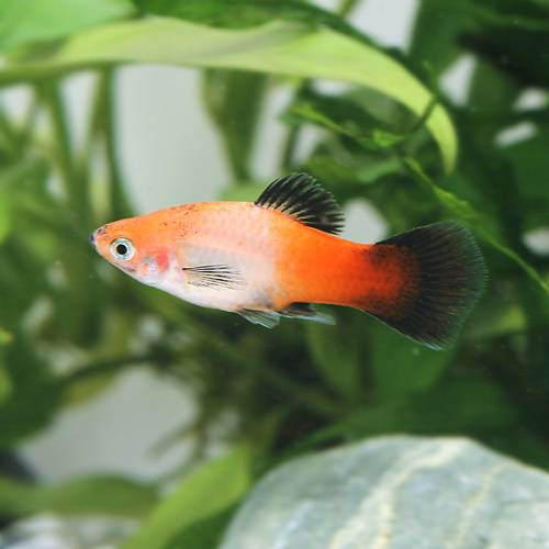 （熱帯魚）昭和・プラティ（12匹） 北海道・九州航空便要保温