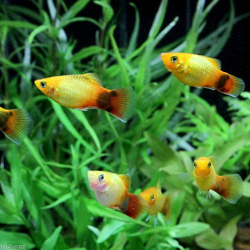 （熱帯魚）ゴールデン・ミッキーマウスプラティ（12匹）　北海道・九州航空便要保温
