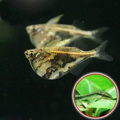 樂天商城 - （熱帯魚）マーブル・ハチェット（4匹）＋オトシンクルス（3匹）　北海道・九州航空便要保温
