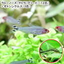 （熱帯魚）ラミーノーズ・テトラ（ブリード）（12匹）＋オトシンクルス（3匹）　北海道・九州航空便要保温