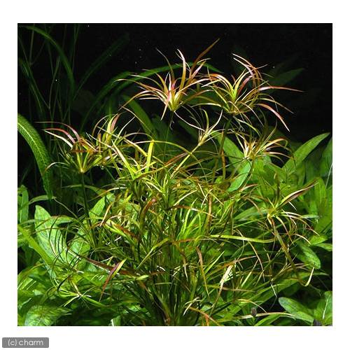 （水草）ジュンクス・レペンス（水上葉）（無農薬）（5本）