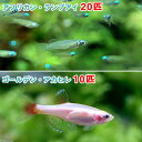 (熱帯魚)アフリカン・ランプアイ Sサイズ(20匹)+ゴールデンアカヒレ(10匹) 北海道・九州航空便要保温