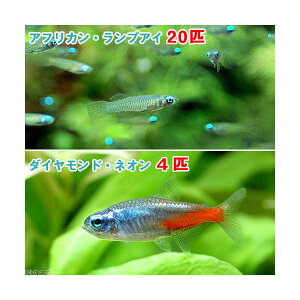 （熱帯魚）アフリカン・ランプアイ　Sサイズ（20匹）　＋　ダイヤモンド・ネオンテトラ（4匹）　北海道・九州航空便要保温