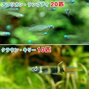 （熱帯魚）アフリカン・ランプアイ　Sサイズ（20匹）　＋　クラウン・キリー（10匹）　北海道・九州航空便要保温