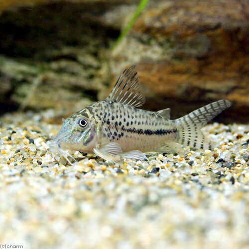 （熱帯魚）コリドラスsp．ナオキ（ワイルド）（1匹）　北海道・九州航空便要保温　沖縄別途送料