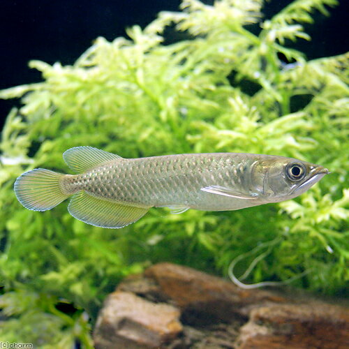 （熱帯魚）ノーザン・バラムンディ　12〜15cm（1匹）　北海道・九州航空便要保温