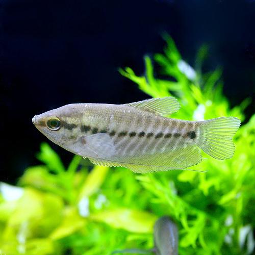 （熱帯魚）スネークスキン・グラミー（1匹）　北海道・九州航空便要保温...