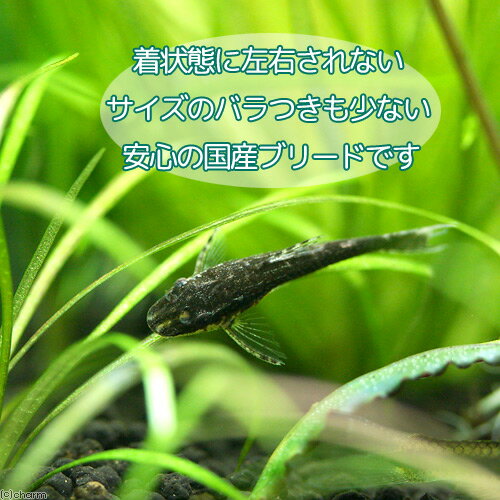 ��Ǯ�ӵ��˥��ȥ���ͥ����ʹ񻺥֥꡼�ɡˡ�2ɤ�ˡ��̳�ƻ���彣�Ҷ������ݲ�