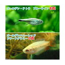 （熱帯魚）ゴールデンハニーレッド・ドワーフグラミー（3匹）＋ゴールデン・テトラ　ブルーライン（6匹） ...