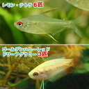 （熱帯魚）ゴールデンハニーレッド・ドワーフグラミー（3匹）＋レモン・テトラ（6匹）　北海道・九州航空 ...