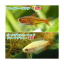 （熱帯魚）ゴールデンハニーレッド・ドワーフグラミー（3匹）＋ファイアー・テトラ（12匹）　北海道・九 ...