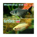 （熱帯魚）ゴールデンハニーレッド・ドワーフグラミー（3匹）＋ブラックファントム・テトラ（6匹）　北海 ...