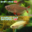 （熱帯魚）ゴールデンハニーレッド・ドワーフグラミー（3匹）＋ロージー・テトラ（6匹）　北海道・九州航 ...