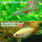 （熱帯魚）ゴールデンハニーレッド・ドワーフグラミー（3匹）＋グリーンファイアー・テトラ（6匹）　北海道・九州航空便要保温