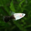 (熱帯魚)パンダ・プラティ(12匹) 北海道航空便要保温