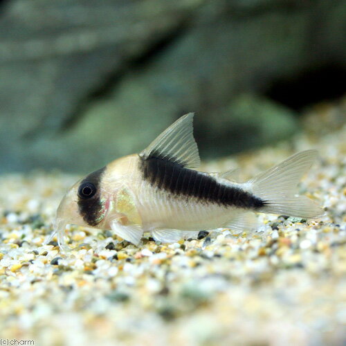 （熱帯魚）コリドラス・セミロングノーズブロードバンドデビッドサンジィ（ワイルド）（1匹）　北海道・九州航空便要保温