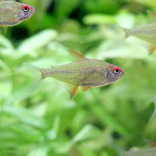 レモン テトラの飼い方 餌 繁殖 寿命は 爽やかな黄色いテトラ Road To Aquarist