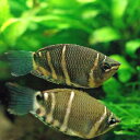 (熱帯魚)チョコレート・グラミー(5匹) 北海道航空便要保温
