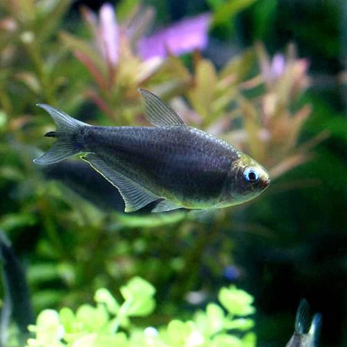 （熱帯魚）ブラックエンペラー・テトラ（30匹）　北海道・九州航空便要保温