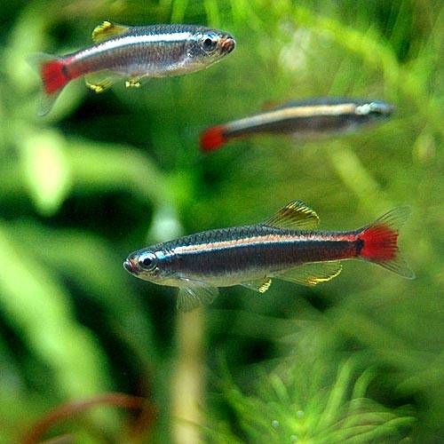 （熱帯魚）ロングフィン・アカヒレ（12匹）　北海道航空便要保温