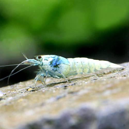 ■重要　＜ご確認・ご了承の上お買い求め下さい＞■・サンプル画像に近い個体になりますので全ての画像をご確認の上ご購入をお願いします。・厳密なグレードの選別や指定しての発送を承っておりません。・死着以外の理由による返品・交換（模様や色）はお断りさせて頂きます。 お送りする個体は体長0．5〜1．5cm程度です。個体サイズや模様、雌雄の指定についてはお受け致しかねますのでご了承下さい。シャドーシュリンプの改良品種！ターコイズシャドー・シュリンプ販売名ターコイズシャドー・シュリンプ学名（※）Neocaridina　sp．？Neocaridina　sp．×　Neocaridina　cf．cantonensis　var．？（※）…改良品種や学名が不明の種は流通名での記載の場合があります。別名ターコイズ・シュリンプ分布改良品種（原種：台湾）育成要件大体長　　　→　3cm温度　　　　　　→　20〜25度水質　　　　　　→　弱酸性〜中性餌　　　　　　 　→　人工飼料、生餌※…育成環境は一例です。必ずしもこの環境下であれば育つことを確約するものではございません。詳細種類台湾で作出されたシャドーシュリンプの改良品種です。ブラックシャドー・シュリンプから作出され、白色の体にブルーが入るというこれまでとはまったく異なる色彩から人気の品種です。成長とともににじみ出るようなブルーの発色を見せ、グレードの高い個体では全身が鮮やかなブルーに染まります。ブラックシャドーが持つ黒い色素がブルーの発現に大きな影響を与えていると考えられ、ビーシュリンプにおける“クリーム”などとの因果関係が非常に興味深い品種です。また、本品種の登場によりビーシュリンプの遺伝、表現形についても新たな考察が生まれ、改めてビーシュリンプの奥深さを教えてくれた品種といえます。通常のビーシュリンプに比べ、体質が弱く飼育はもちろん、繁殖も難易度の高い品種です。飼育のポイント熱帯魚や他のエビと同様に十分なろ過と安定した水質を用意することが大切です。飼育自体はこれまでのビーシュリンプと同様の方法で問題なく、pH6．0〜6．8程度、硬度は0よりは少しあるほうが良く、ソイル系の底砂を用いることで飼育は容易になります。夏場の高水温には注意が必要です。また酸欠にも弱いので、特に高水温時の溶存酸素量の低下は危険です。また、エビは魚病薬や水草の農薬などの薬品にも弱いので注意が必要です。混泳の注意点サイズの近い同程度のエビであれば混泳は可能ですが、やや大きくなるヤマトヌマエビは避けた方が良いでしょう。オトシンクルス、貝類は混泳可能です。繁殖—その他ビーシュリンプと同様に淡水で繁殖することができ、大卵型で大きめの卵を産みます。繁殖はやや難しく水質に一工夫が必要とも言われています。メス個体が圧倒的に少ないことも国内繁殖を難しくしていますが、一部ではビーシュリンプやブラックダイヤモンドとの交配から本タイプの作出も可能と言われています。卵から孵った稚エビは親と同様に水槽内のコケと餌の残りを食べて育ちます。稚エビは魚に非常に食べられやすいので十分な隠れ家を用意し、フィルターなどに吸い込まれないようにストレーナー部にスポンジを取り付けたりしてあげると良いでしょう。→　当店ではこちらのエサを与えています。●aquarium　fish　food　series　「ff　num03」　小型魚用フード●Ebita　Breed　業務用シュリンプフード●「ff　num24」　エビ用フード●エビ玉　premium●えびまっしぐら→　エビの混泳相性をこちらからご覧になれます。※…混泳相性早見表は混泳が可能であることを確約するものではございません。飼育魚の性質、飼育環境によっては混泳が不可能な場合もございます。（生餌）淡水用　微生物で水質向上セット　エサ用ゾウリムシミックス＋PSBQ10　本州四国限定点滴法で生体にやさしい　水抜き・水合わせキット（水草）巻きたて　南米ウィローモス　穴あき溶岩石（水中葉）（無農薬）（1個）「ff　num27」　ビーシュリンプ用国産乾燥ほうれん草　15g（給餌に便利なクリップ付き）　シュリンプ　エビ　餌ff　num500　エビ用　ペレット（沈下性）　100g　プレミアム健康管理フード … sfset　_aqua　turquoise_shadow_shrimp　熱帯魚・エビ他　ビーシュリンプ・エビ　シャドー系　ターコイズシャドーシュリンプ　5匹　シュリンプシャドー　ターコイズシュリンプ　bsrs-mix　20130415　MS0105　エビ生体　kaijyo　k7f_pd　ccampain1912800_ebi　ebinyudou　y13m04（エビ）ターコイズシャドーシュリンプ（1匹）　北海道・九州航空便要保温構成する商品内容は在庫状況により予告無く変更になる場合がございます。予めご了承下さい。■この商品をお買い上げのお客様は、下記商品もお買い上げです。※この商品には付属しません。■（生餌）淡水用　微生物で水質向上セット　エサ用ゾウリムシミックス＋PSBQ10　本州四国限定点滴法で生体にやさしい　水抜き・水合わせキット（水草）巻きたて　南米ウィローモス　穴あき溶岩石（水中葉）（無農薬）（1個）「ff　num27」　ビーシュリンプ用国産乾燥ほうれん草　15g（給餌に便利なクリップ付き）　シュリンプ　エビ　餌ff　num500　エビ用　ペレット（沈下性）　100g　プレミアム健康管理フード