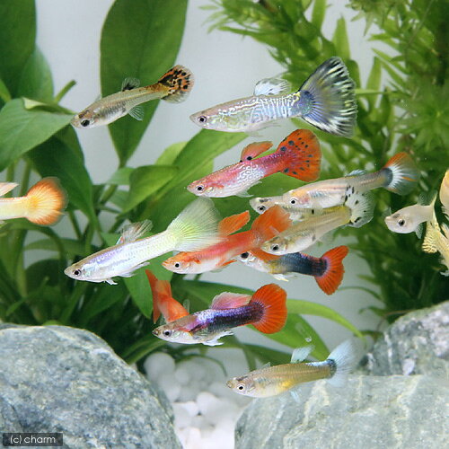 ��Ǯ�ӵ��˳��񻺥ߥå������åԡ��ʥ᥹�ˡ�3ɤ�ˡ��̳�ƻ���彣�Ҷ������ݲ�