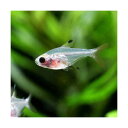 (熱帯魚)パンダ・プリステラ(3匹) 北海道航空便要保温