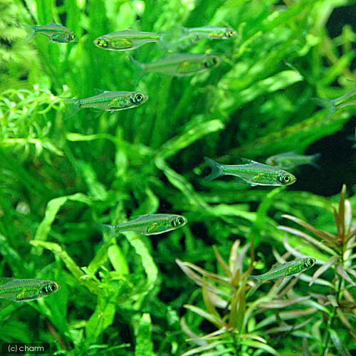 （熱帯魚）ミクロラスボラ・ブルーネオン（2匹）　北海道・九州航空便要保温