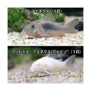 （熱帯魚）コリドラス・アエネウス（1匹）　＋コリドラス・アエネウス　アルビノ（1匹）　北海道・九州航 ...